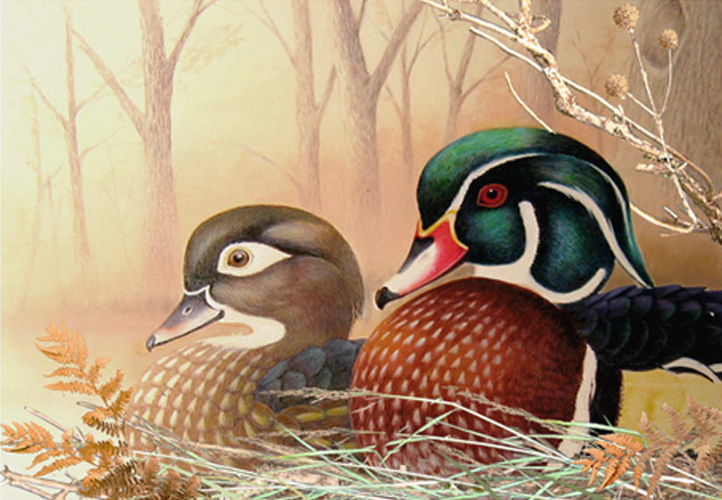 Wild Ducks Painting